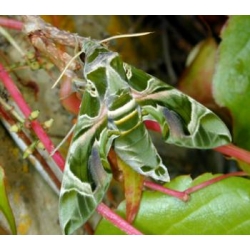 Oleander Hawk nerii eggs