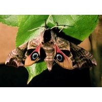 Eyed Hawk Smerinthus ocellata  pupae
