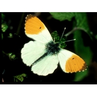 Orange Tip Anthocharis cardamines 4 Pupae Orange Tip Anthocharis cardamines 4 Pupae