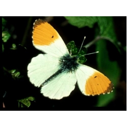 Orange Tip Anthocharis cardamines 4 Pupae