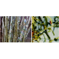 OSIER A wonderful foodplant. Ten cuttings