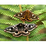 Emperor Moth pavonia cocoons
