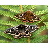 Emperor Moth pavonia cocoons Emperor Moth pavonia cocoons