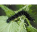 EARLY Peacock Butterfly Inachis io 10 larvae