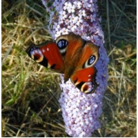 Peacock Butterfly Inachis io 10 larvae