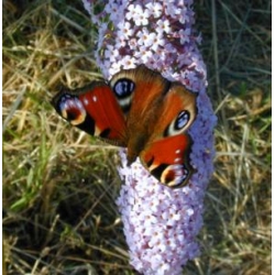 EARLY Peacock Butterfly Inachis io 10 larvae