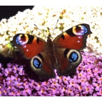 Peacock Butterfly Inachis io 5 Pupae Peacock Butterfly Inachis io 5 Pupae