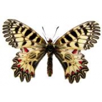 Festoon Zerynthia polyxena 3  pupae