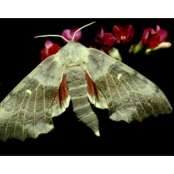 Poplar Hawk Laothoe populi 4 pupae