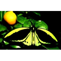 Giant Birdwing Ornithoptera priamus pupa Giant Birdwing Ornithoptera priamus pupa