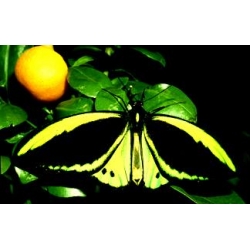 Giant Birdwing Ornithoptera priamus pupa Giant Birdwing Ornithoptera priamus pupa