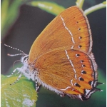 Black Hairstreak S. pruni eggs