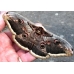 Giant Peacock Moth pyri 5 Cocoons