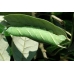 Oak Hawk Marumba quercus PUPAE Oak Hawk Marumba quercus PUPAE