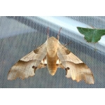 Oak Hawk Marumba quercus PUPAE