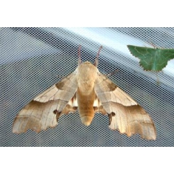 Oak Hawk Marumba quercus PUPAE Oak Hawk Marumba quercus PUPAE