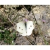 Small White Butterfly rapae 10 pupae Small White Butterfly rapae 10 pupae