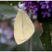 Small White Butterfly rapae 10 pupae Small White Butterfly rapae 10 pupae