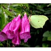 Brimstone rhamni Larvae
