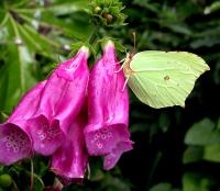Brimstone rhamni 5 Pupae