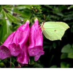 Brimstone rhamni 5 Pupae