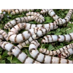 SILKWORM EGGS B mori  RINGED SILKWORMS, YELLOW or GOLD COCOON
