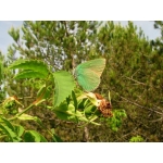 Green Hairstreak rubi 10 larvae