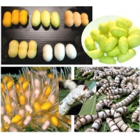 COLLECTION OF SIX SILKWORM VARIETIES