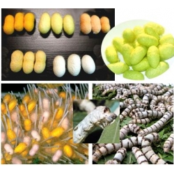 COLLECTION OF SIX SILKWORM VARIETIES