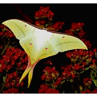 Indian Moon Moth A selene 2 cocoons Indian Moon Moth A selene 2 cocoons