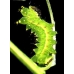 Indian Moon Moth A selene 2 cocoons Indian Moon Moth A selene 2 cocoons