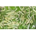 SILKWORM EGGS Bombyx mori MADAGASCAN GREEN COCOON variety SILKWORM EGGS Bombyx mori MADAGASCAN GREEN COCOON variety
