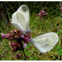 Wood White Butterfly Leptidea sinapis 10 larvae