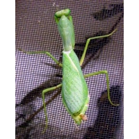 African Lined Mantis Spodromantis lineola FOUR young mantids