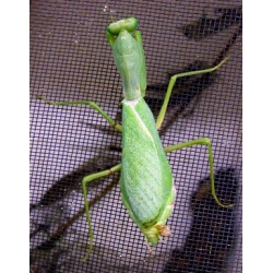 African Lined Mantis Spodromantis lineola FOUR young mantids