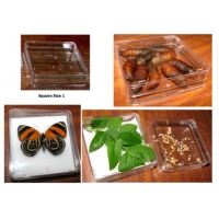Plastic Box Square Size 1. Carton of 24