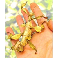 Macleay's Spectre (Prickly Stick Insect) tiaratum FOUR nymphs