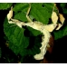 Macleay's Spectre (Prickly Stick Insect) tiaratum FOUR nymphs