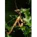 Macleay's Spectre (Prickly Stick Insect) tiaratum FOUR nymphs