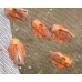 Phyllodesma tremulifolia 5 Pupae