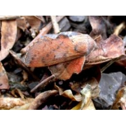 Phyllodesma tremulifolia 5 Pupae