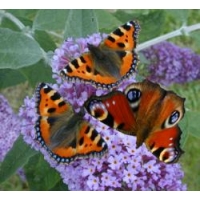 Duo Peacock Butterfly Inachis io and Small Tortoiseshell urticae 10 larvae of each