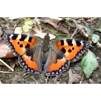 Small Tortoiseshell urticae pupae Small Tortoiseshell urticae pupae