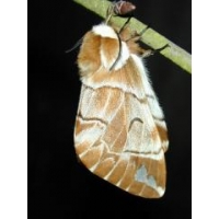 Kentish Glory E versicolora Pupae