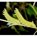 Kentish Glory, Versicolora 10 Larvae