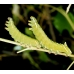 Kentish Glory E versicolora Pupae