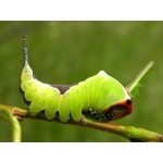 Puss Moth D vinula 5 cocoons