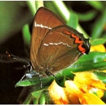 White-letter Hairstreak Strymonidia w-album eggs