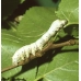 COLLECTION OF SIX SILKWORM VARIETIES COLLECTION OF SIX SILKWORM VARIETIES