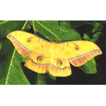 Antheraea yamamai 15 Eggs